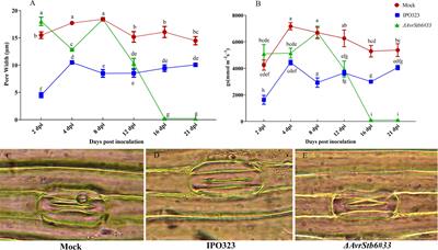 Stb6 mediates stomatal immunity, photosynthetic functionality, and the antioxidant system during the Zymoseptoria tritici-wheat interaction